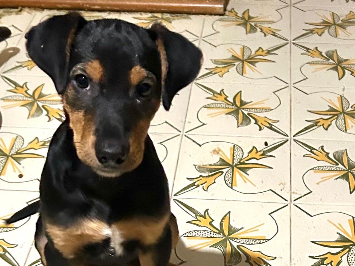 Adotta un cane, maschio, 3 mesi, Torino