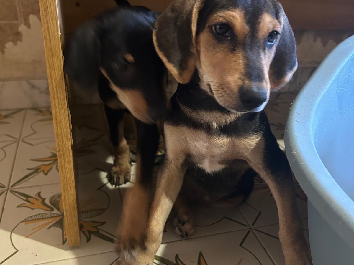 Adotta un cane, taglia piccola, maschio, Torino