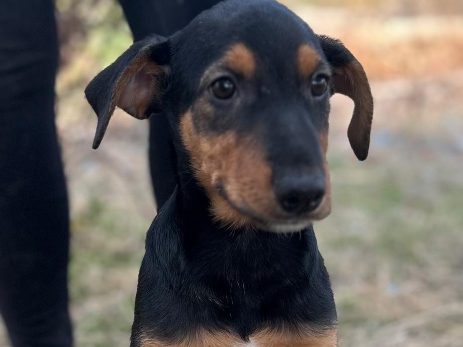 Vuoi adottare un cane a Torino?
