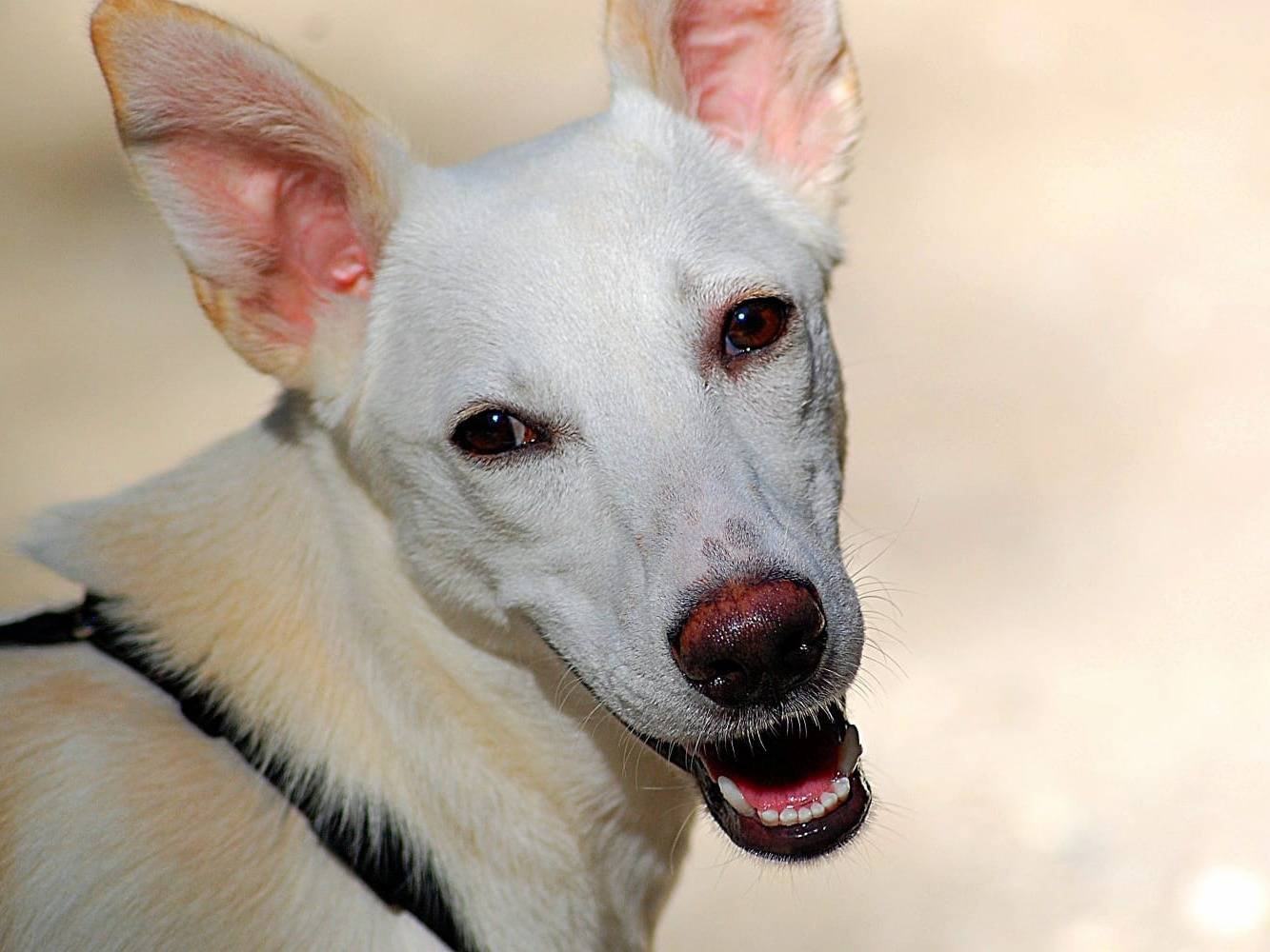 Adozione cane, femmina, Razza sconosciuta Razza sconosciuta, 4 mesi, taglia media contenuta, Livorno