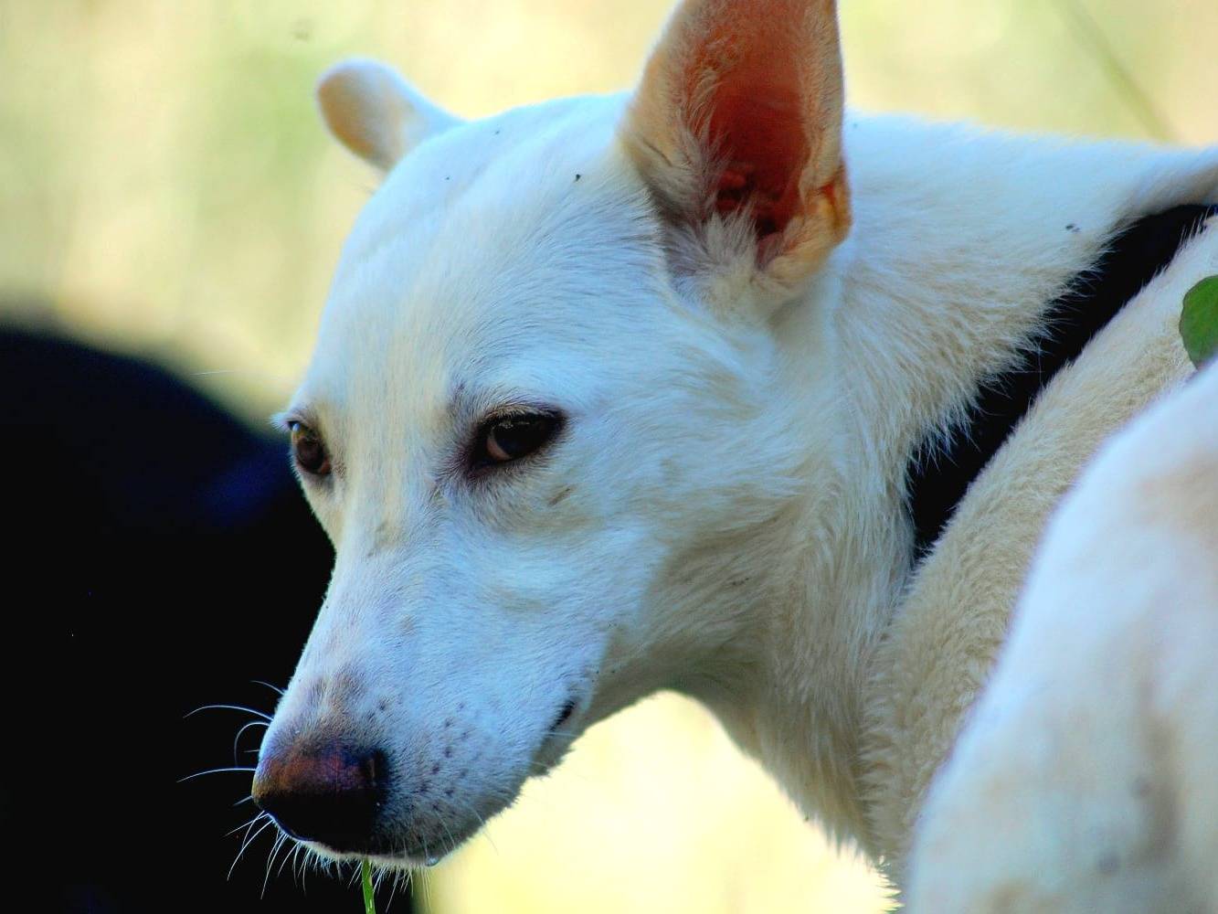 Adotta un cane, femmina, 4 mesi, Livorno