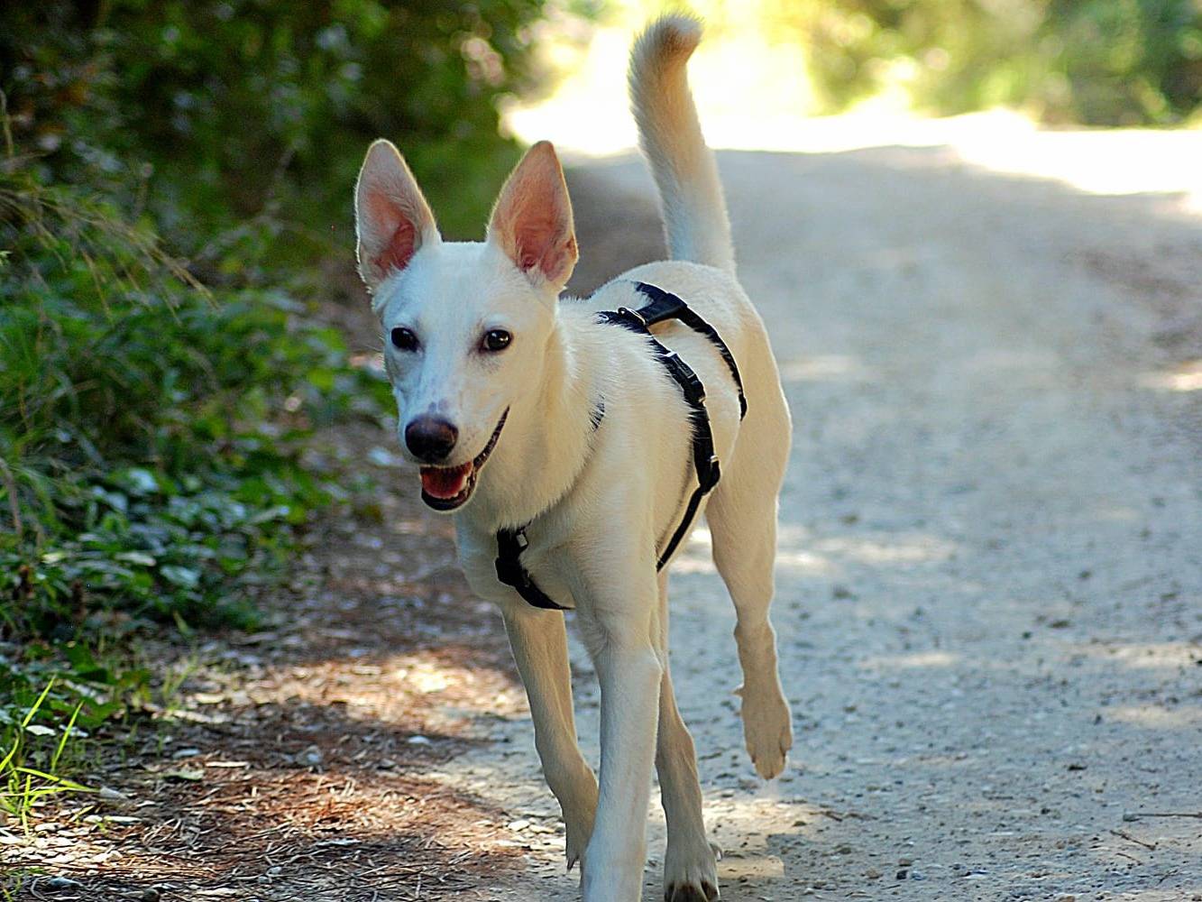 Adotta un cane, taglia media contenuta, femmina, Livorno