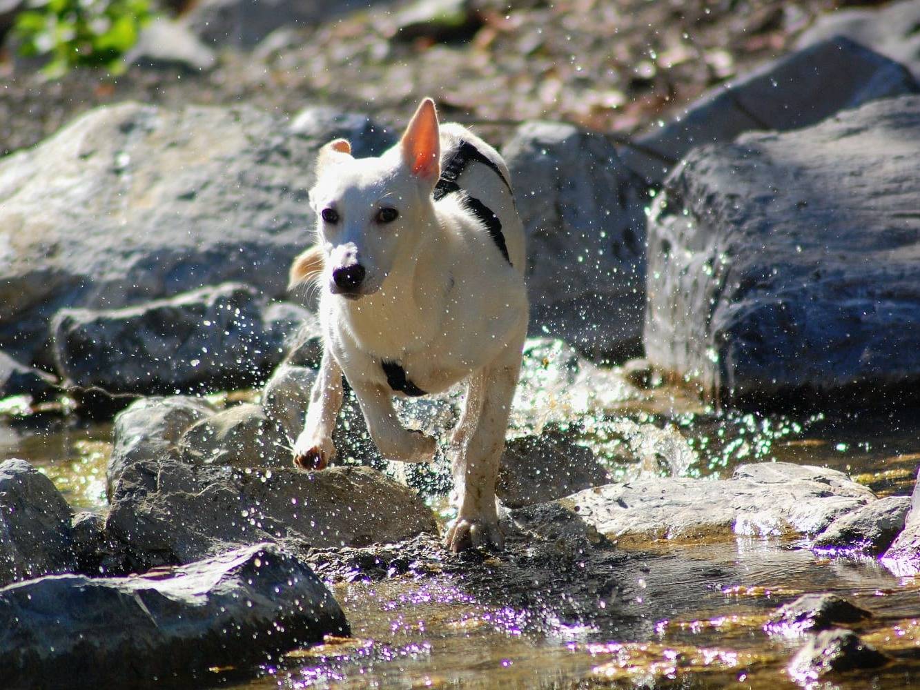Vuoi adottare un cane a Livorno?