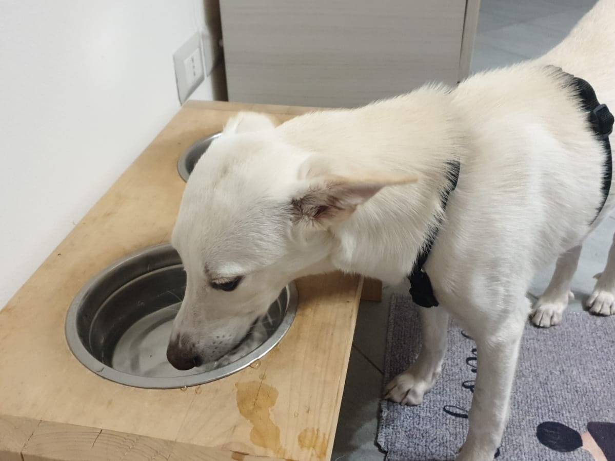 Adotta il cane Lilly a Livorno