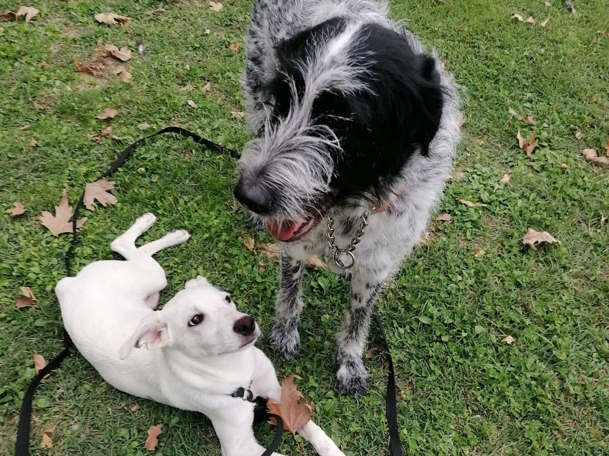 Adotta il cane Bianca a Firenze