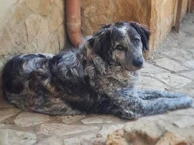 Adozione cane, maschio, Razza sconosciuta Razza sconosciuta, 6 anni e 1 mese, taglia grande, Pavia