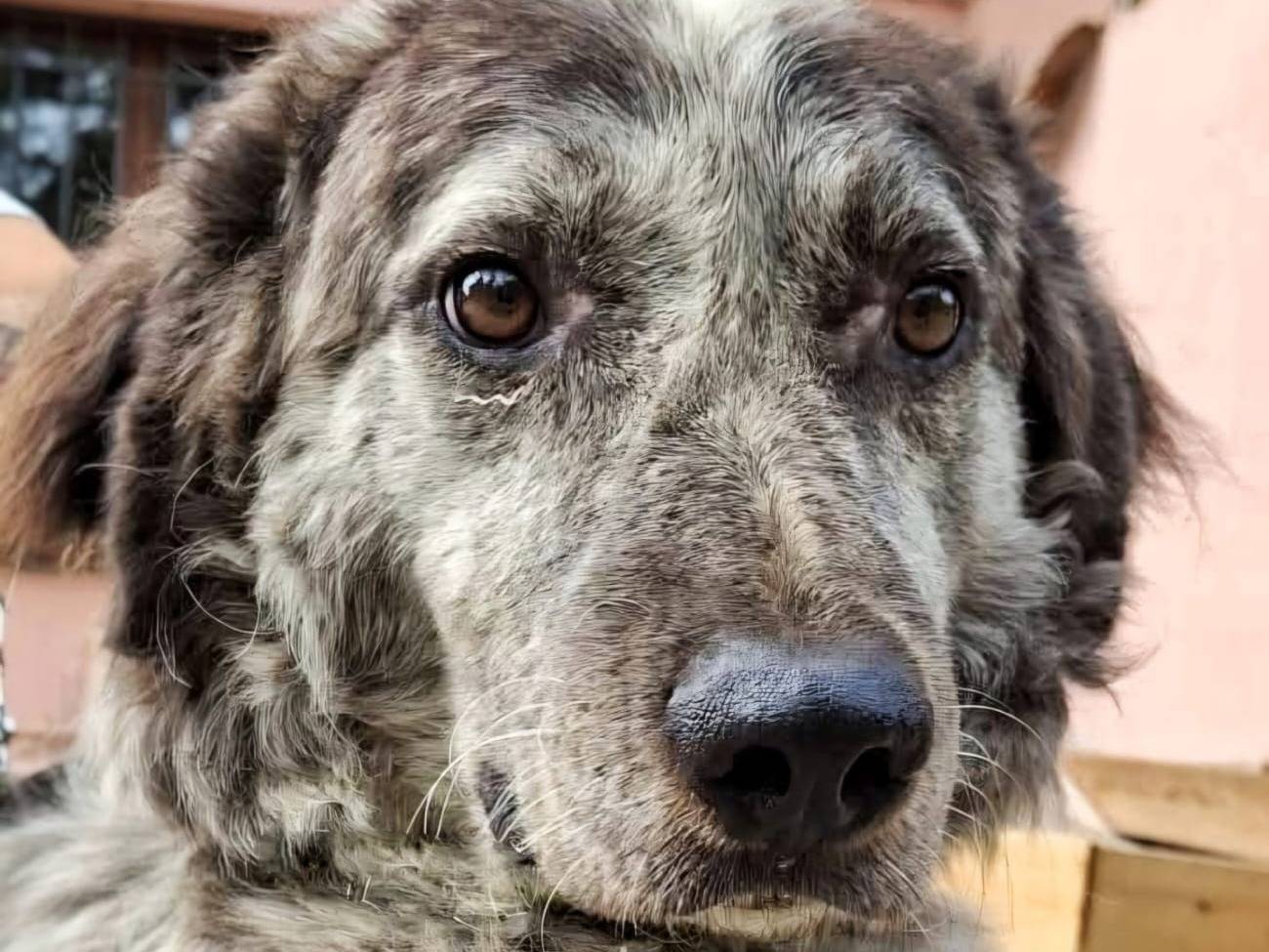 Adotta un cane, maschio, 6 anni e 1 mese, Pavia
