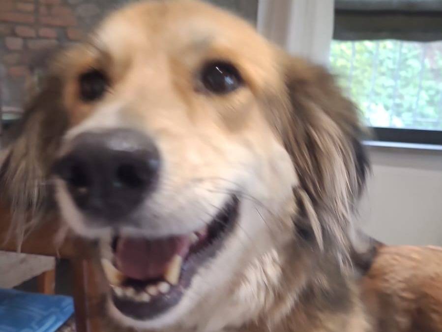 Vuoi adottare un cane a Milano?