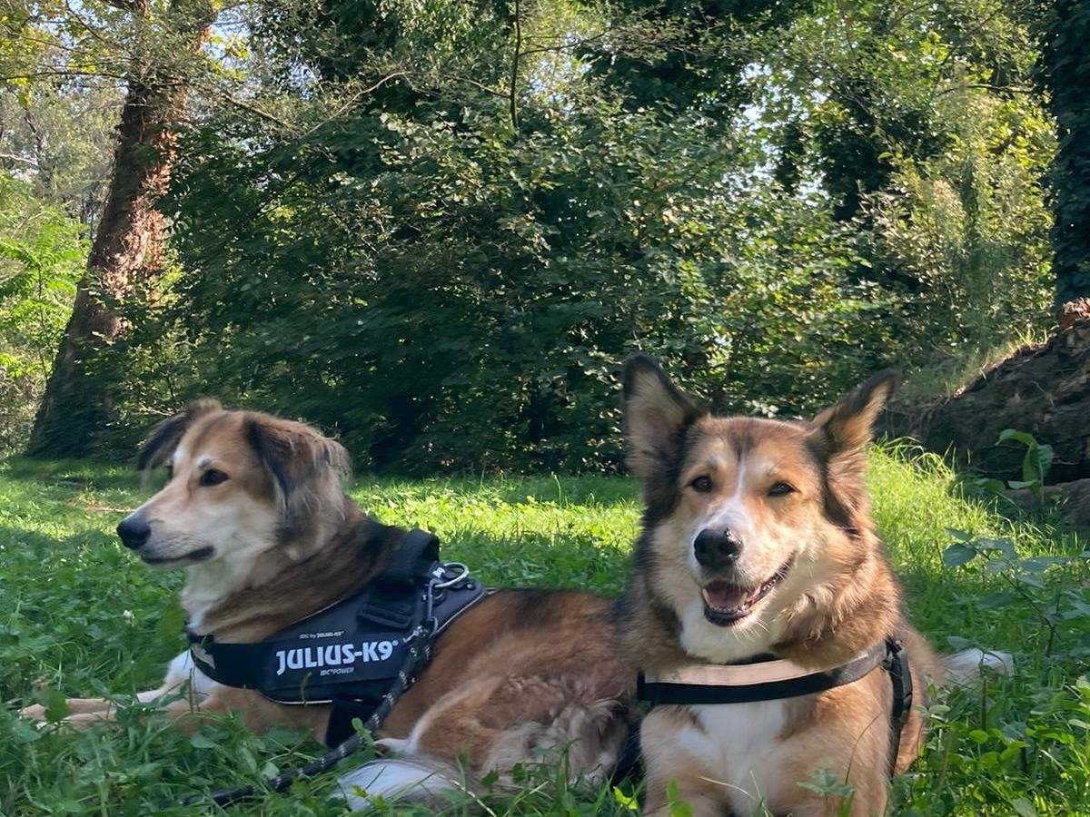 Adotta il cane MAGGIE a Milano