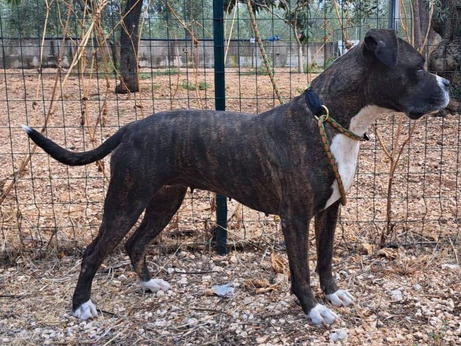 Foto 3 dell'animale