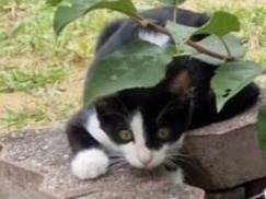 Vuoi adottare un gatto a Pavia?
