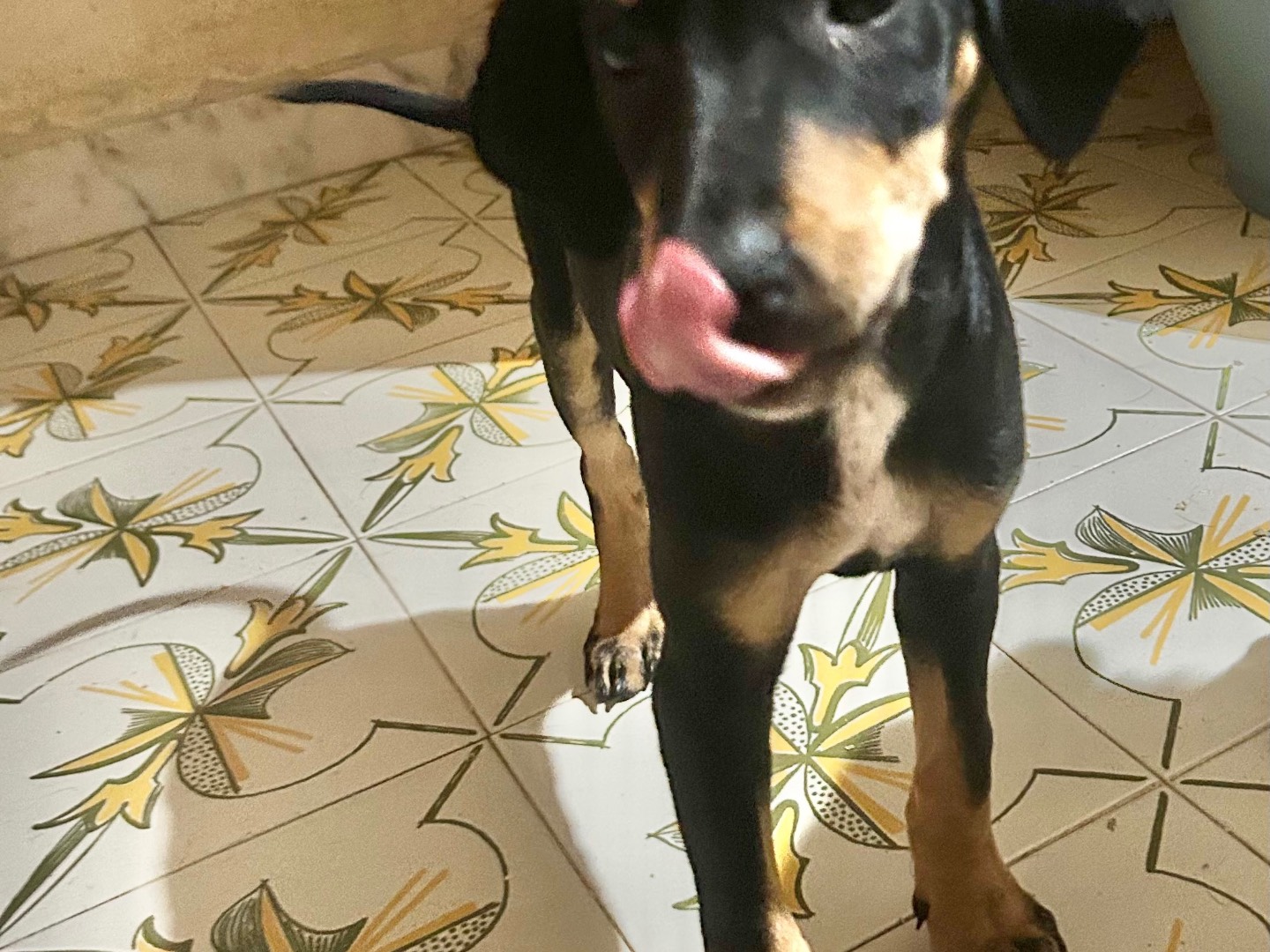 Adotta un cane, taglia piccola, femmina, Siracusa