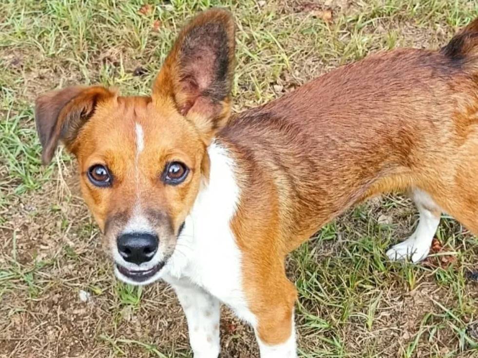 Adozione cane, maschio, Razza sconosciuta Razza sconosciuta, 5 mesi, taglia piccola, Teramo