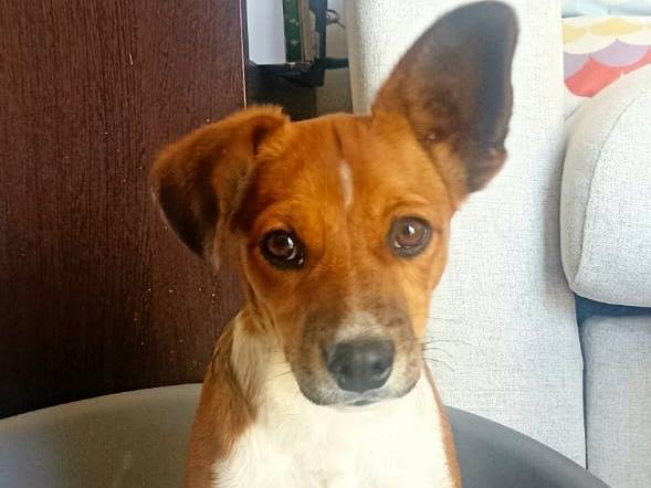 Adotta un cane, maschio, 5 mesi, Teramo