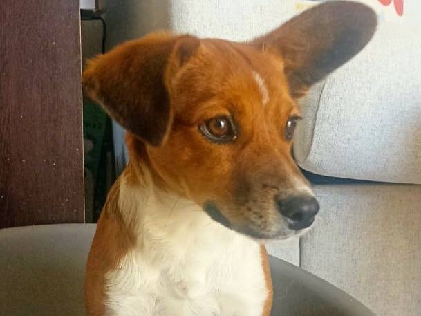 Adotta un cane, taglia piccola, maschio, Teramo