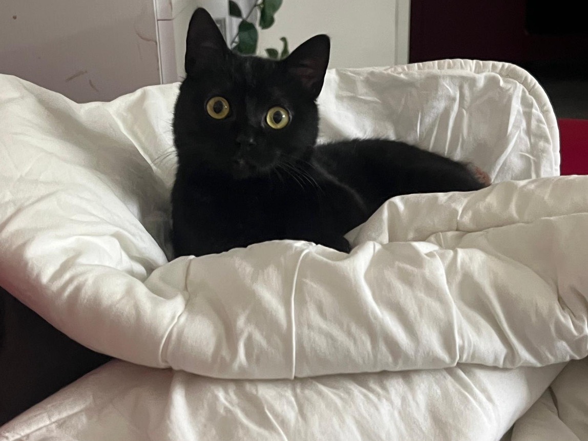 Adozione gatto, femmina, Razza sconosciuta Razza sconosciuta, 2 anni e 5 mesi, taglia non valida, Bari