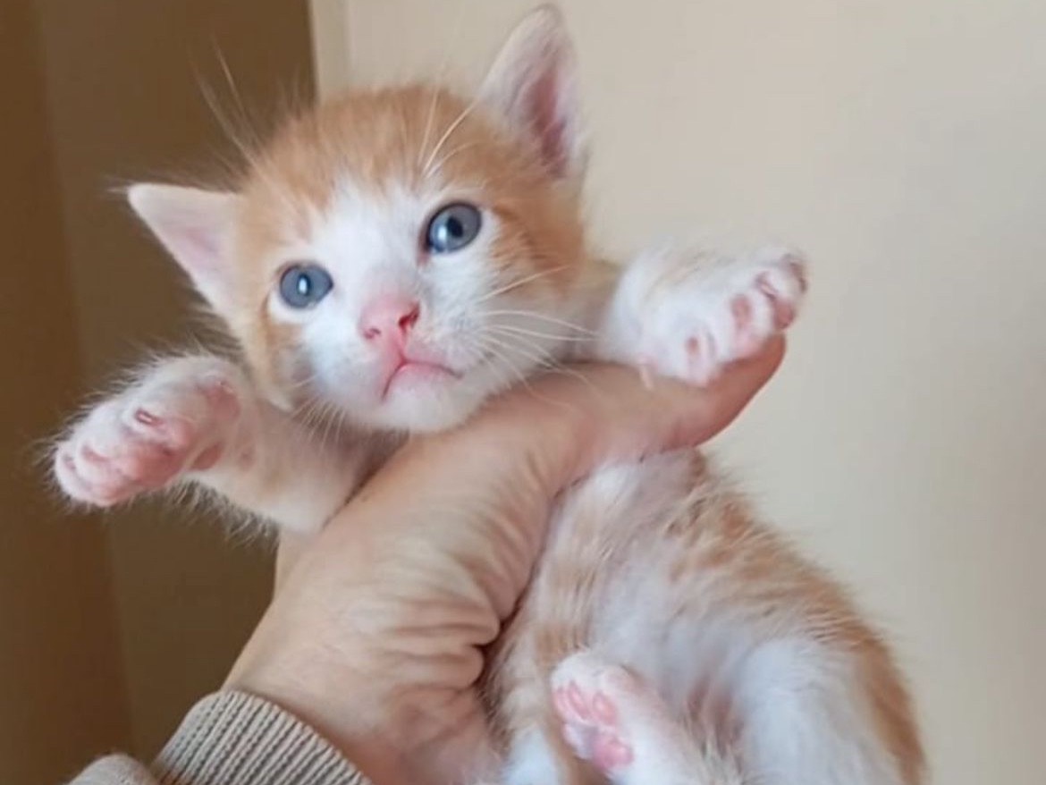 Adozione gatto, maschio, Maine Coon Razza sconosciuta, 3 mesi, taglia non valida, Bari