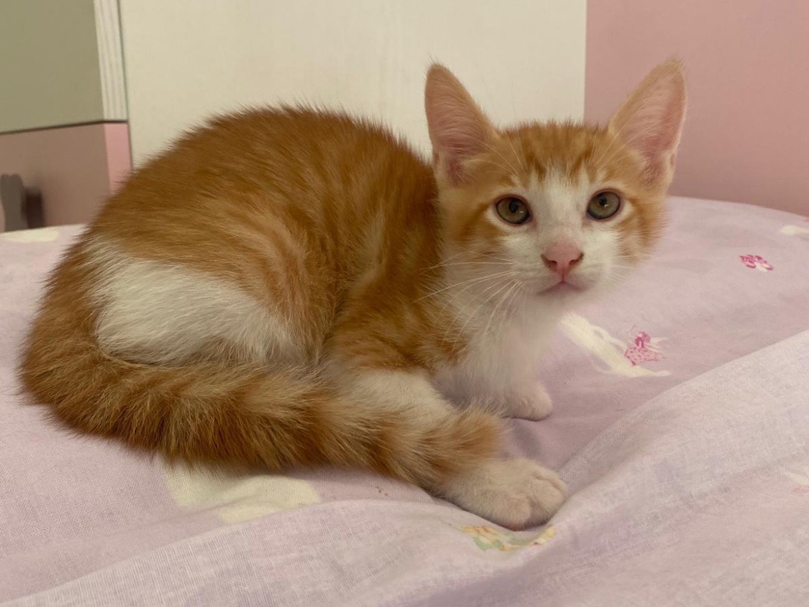 Adotta un gatto, maschio, 3 mesi, Bari