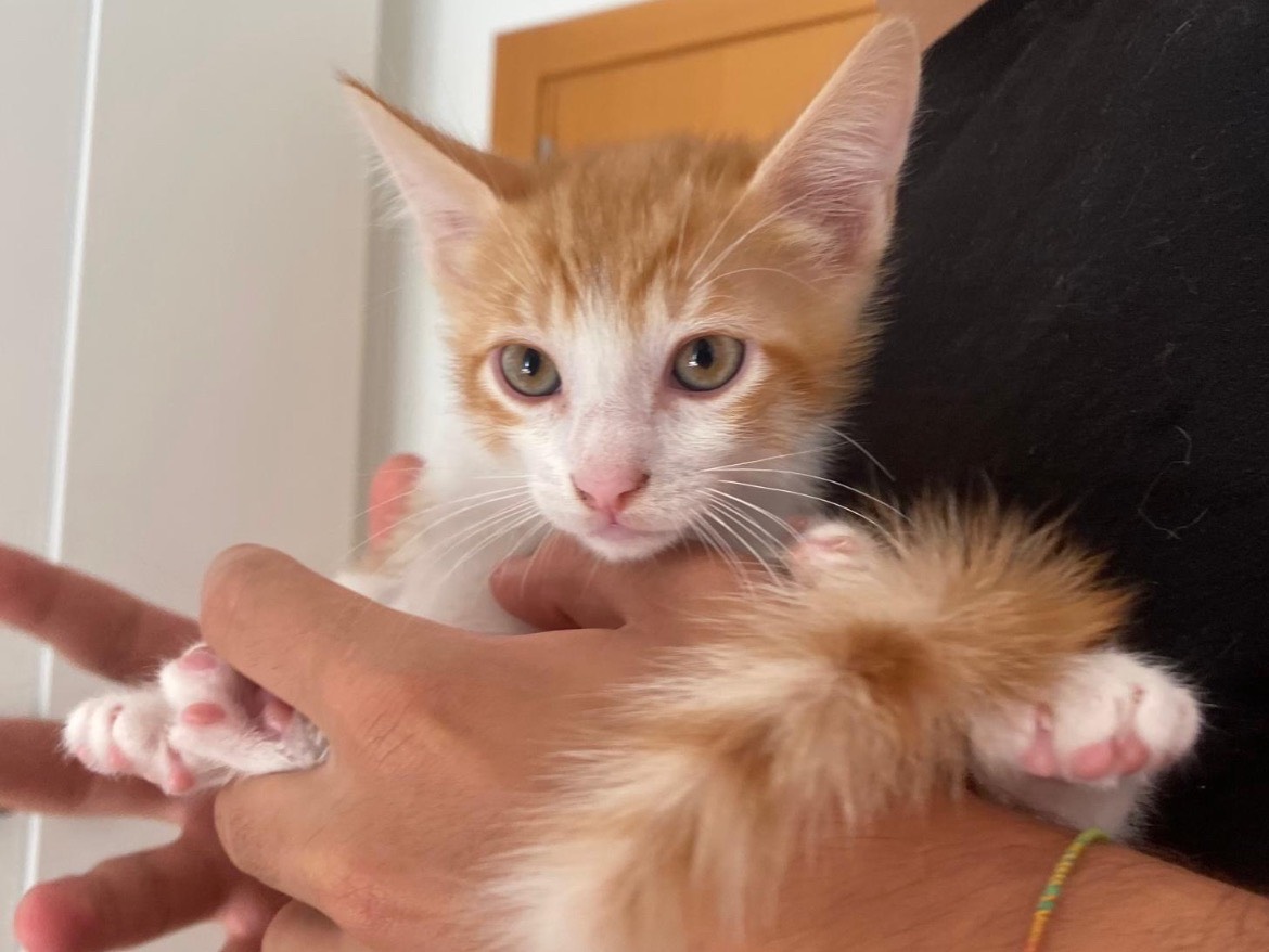 Adotta un gatto, taglia non valida, maschio, Bari