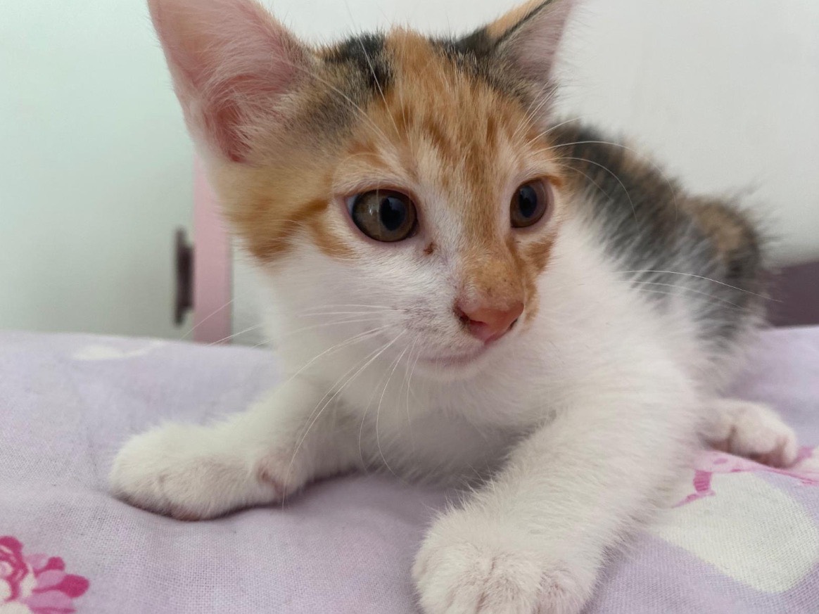 Adozione gatto, femmina, Maine Coon Razza sconosciuta, 3 mesi, taglia non valida, Bari