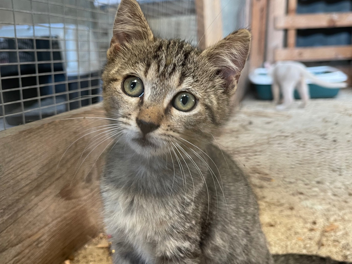 Adozione gatto, femmina, Razza sconosciuta Razza sconosciuta, 5 mesi, taglia non valida, Laquila