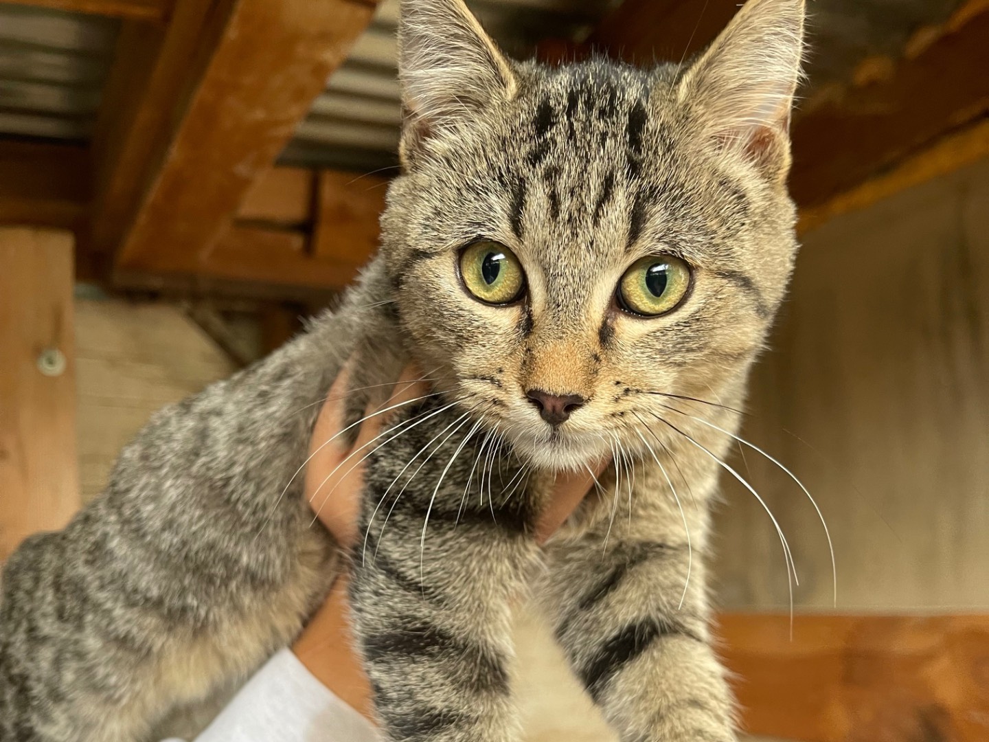 Adotta un gatto, femmina, 5 mesi, Laquila