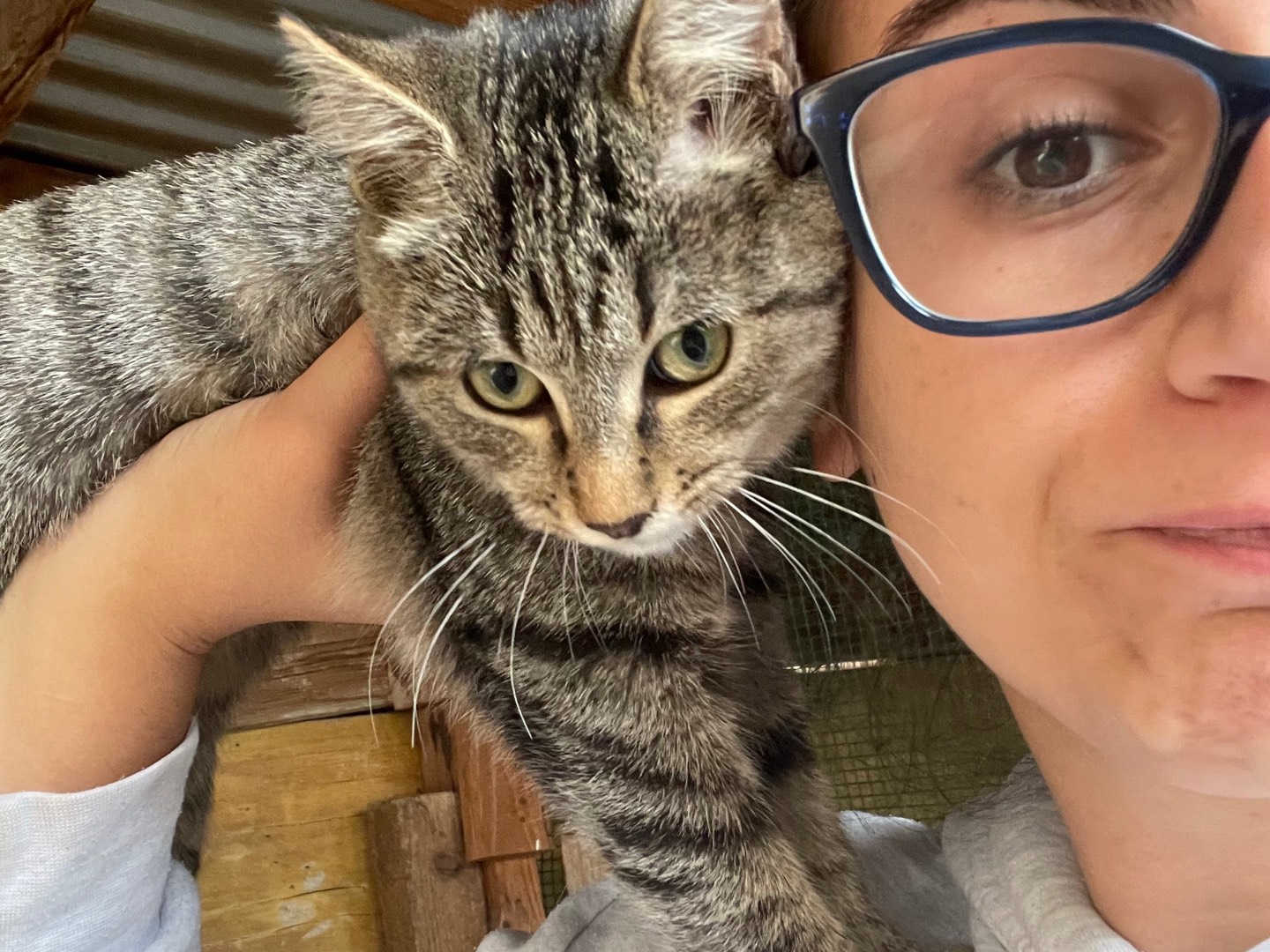 Adotta un gatto, taglia non valida, femmina, Laquila