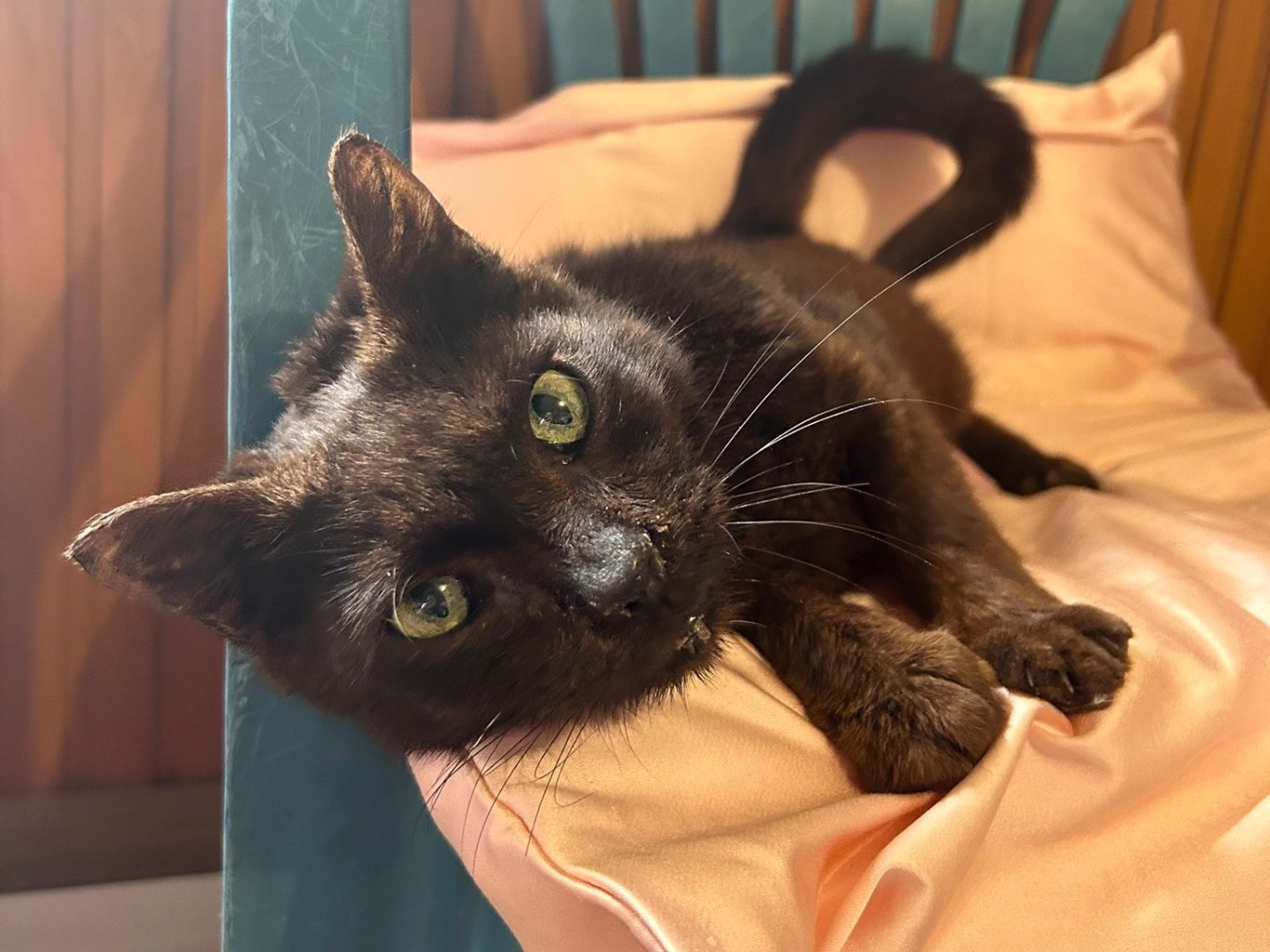 Adozione gatto, maschio, Razza sconosciuta Razza sconosciuta, 12 anni e 1 mese, taglia non valida, Padova