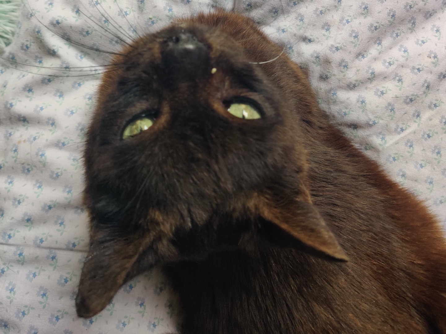 Adotta un gatto, maschio, 12 anni e 1 mese, Padova