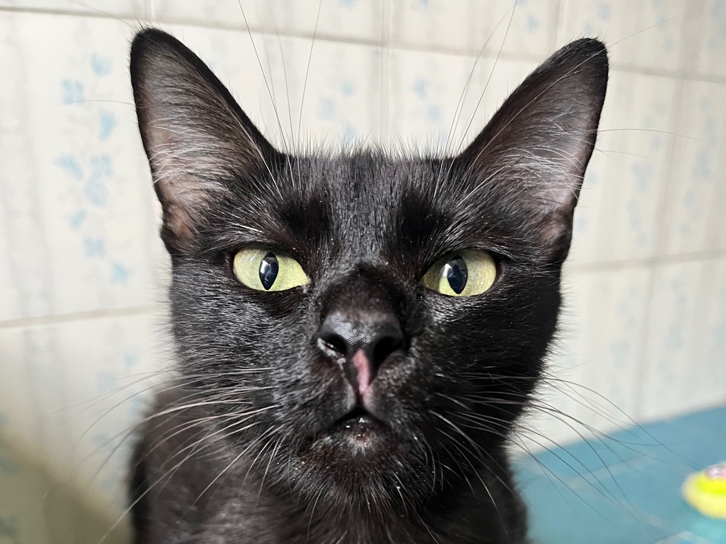 Adozione gatto, femmina, Razza sconosciuta Razza sconosciuta, 10 mesi, taglia non valida, Padova