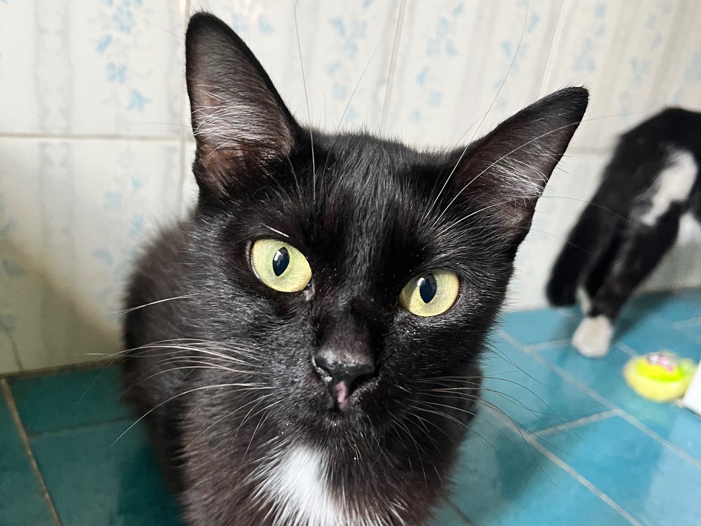 Adotta un gatto, femmina, 10 mesi, Padova