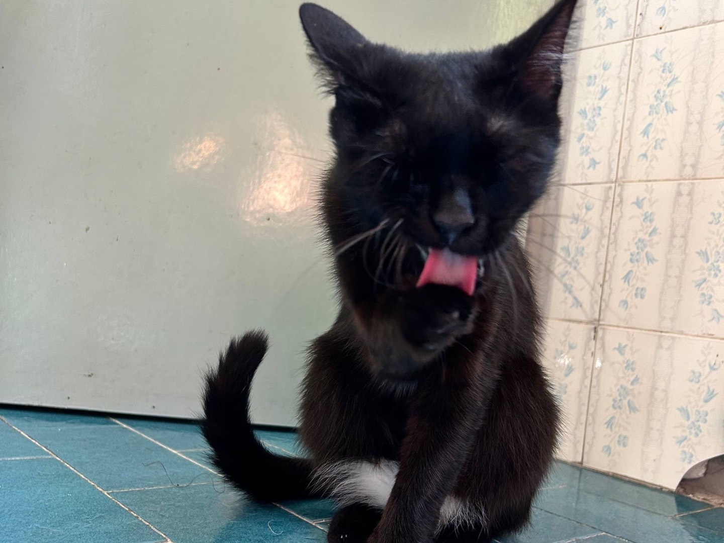 Adotta un gatto, taglia non valida, femmina, Padova