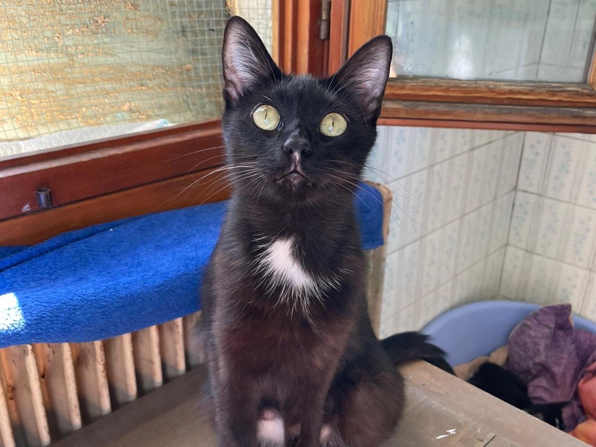 Vuoi adottare un gatto a Padova?