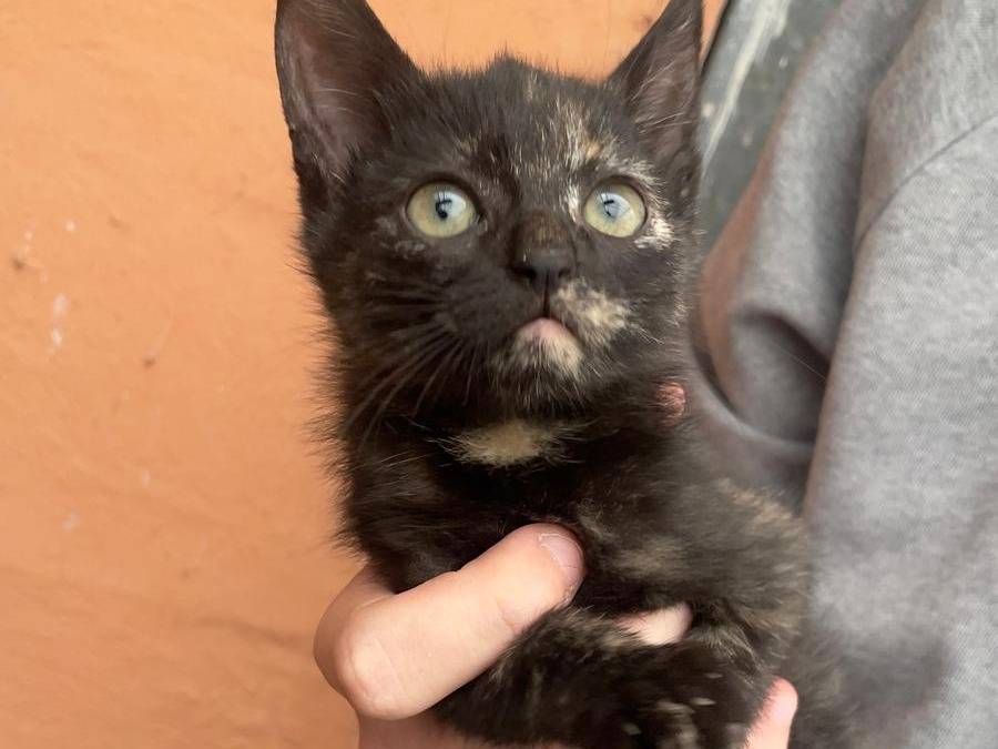 Adozione gatto, femmina, Razza sconosciuta Razza sconosciuta, 3 mesi, taglia non valida, Latina
