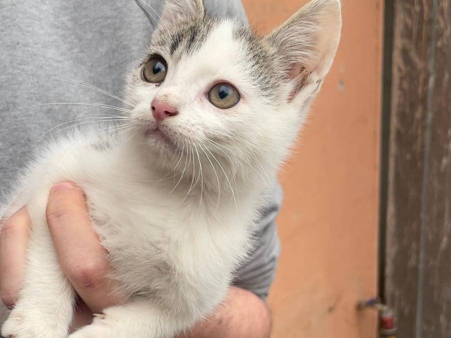 Adozione gatto, femmina, Razza sconosciuta Razza sconosciuta, 3 mesi, taglia non valida, Latina