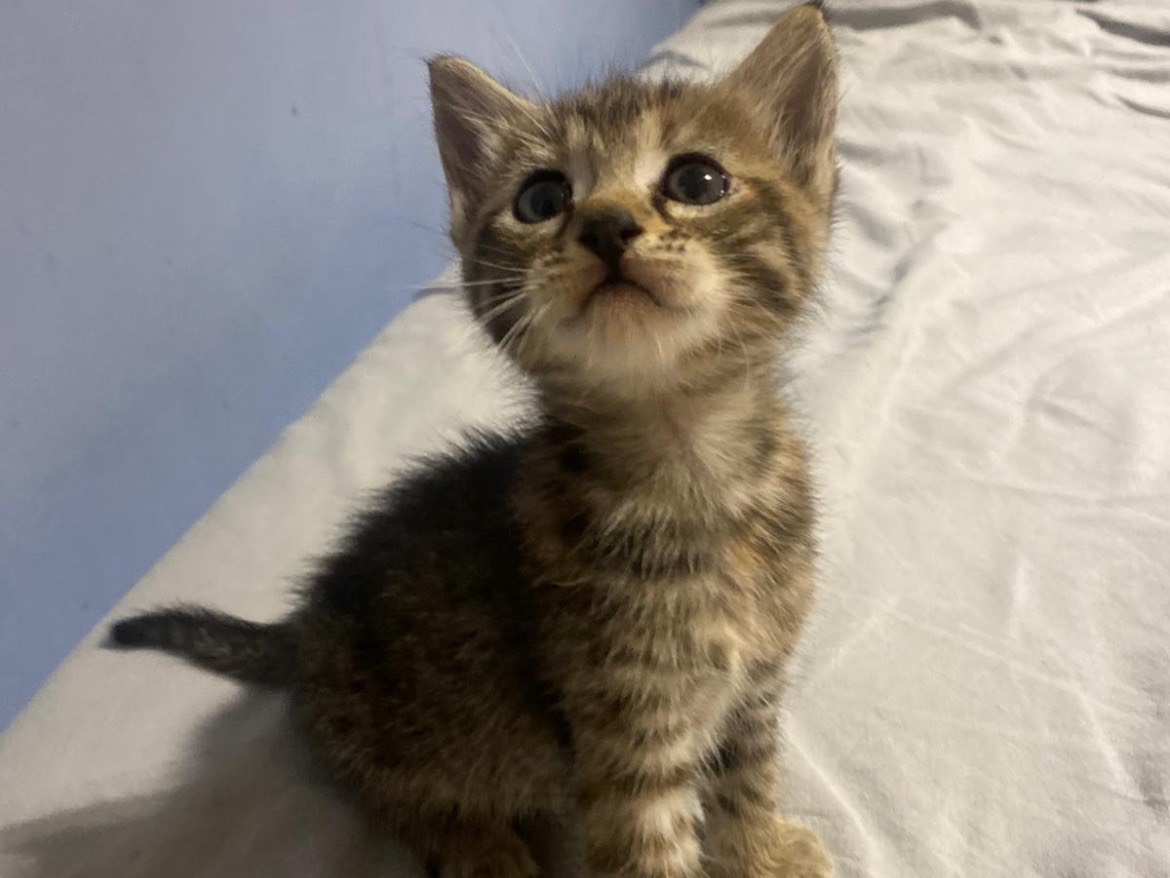 Adozione gatto, femmina, Razza sconosciuta Razza sconosciuta, 2 mesi, taglia non valida, Bari