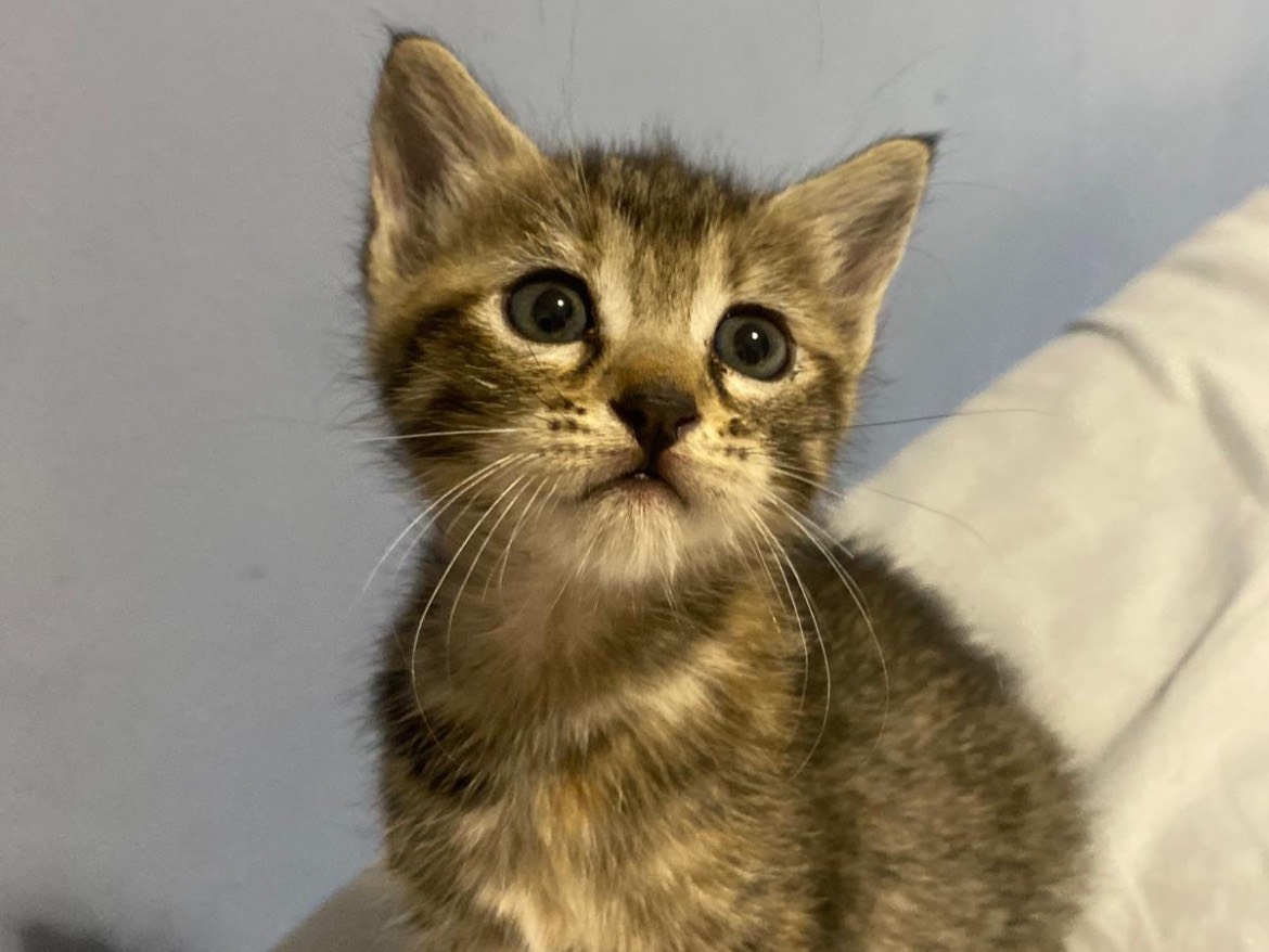 Adotta un gatto, femmina, 2 mesi, Bari