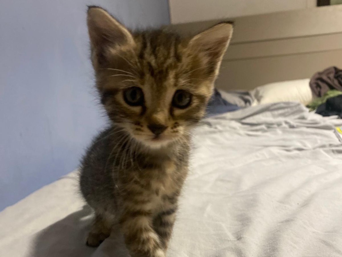 Adotta un gatto, taglia non valida, femmina, Bari