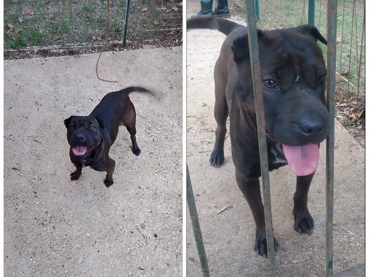 Adozione cane, femmina, Shar Pei Pitbull, 2 anni e 1 mese, taglia media, Roma