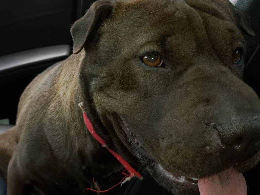 Adotta un cane, femmina, 2 anni e 1 mese, Roma