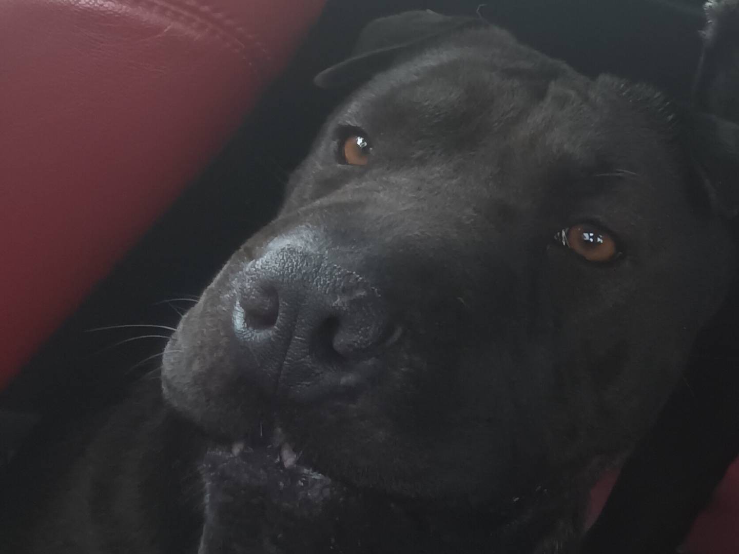 Adotta un cane, taglia media, femmina, Roma