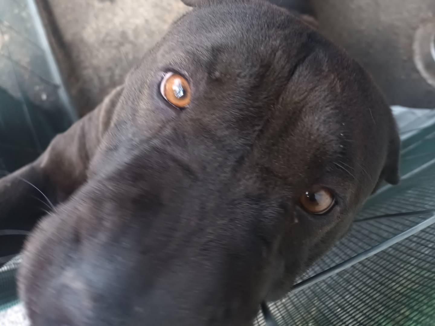Vuoi adottare un cane a Roma?