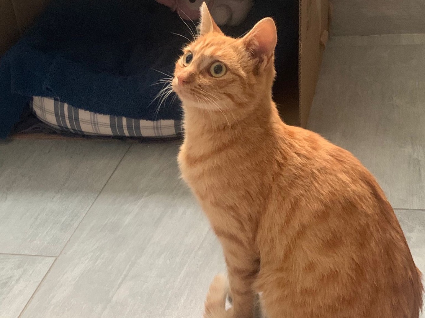 Adozione gatto, femmina, Razza sconosciuta Razza sconosciuta, 7 mesi, taglia non valida, Padova