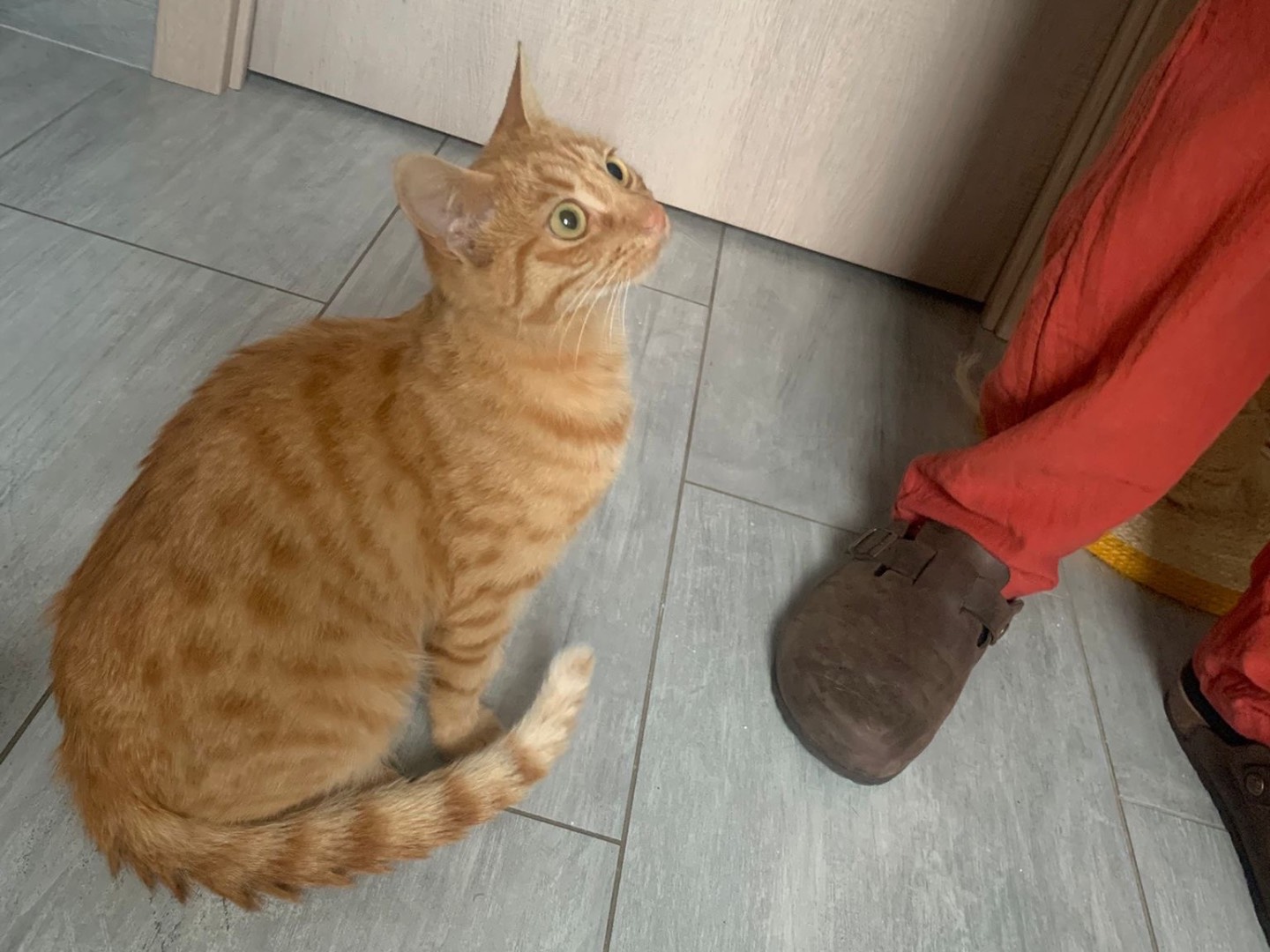 Adotta un gatto, femmina, 7 mesi, Padova