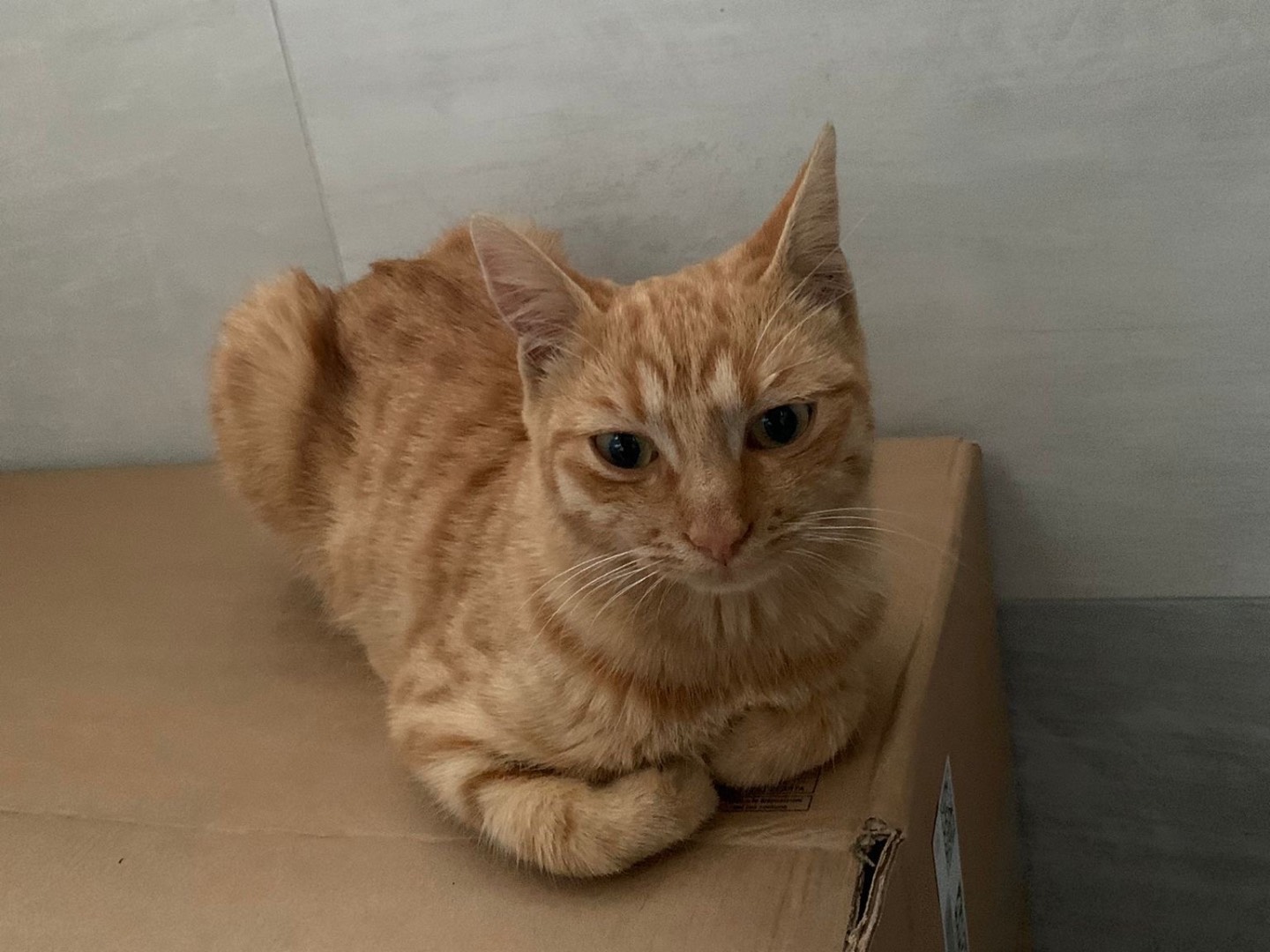Adotta un gatto, taglia non valida, femmina, Padova