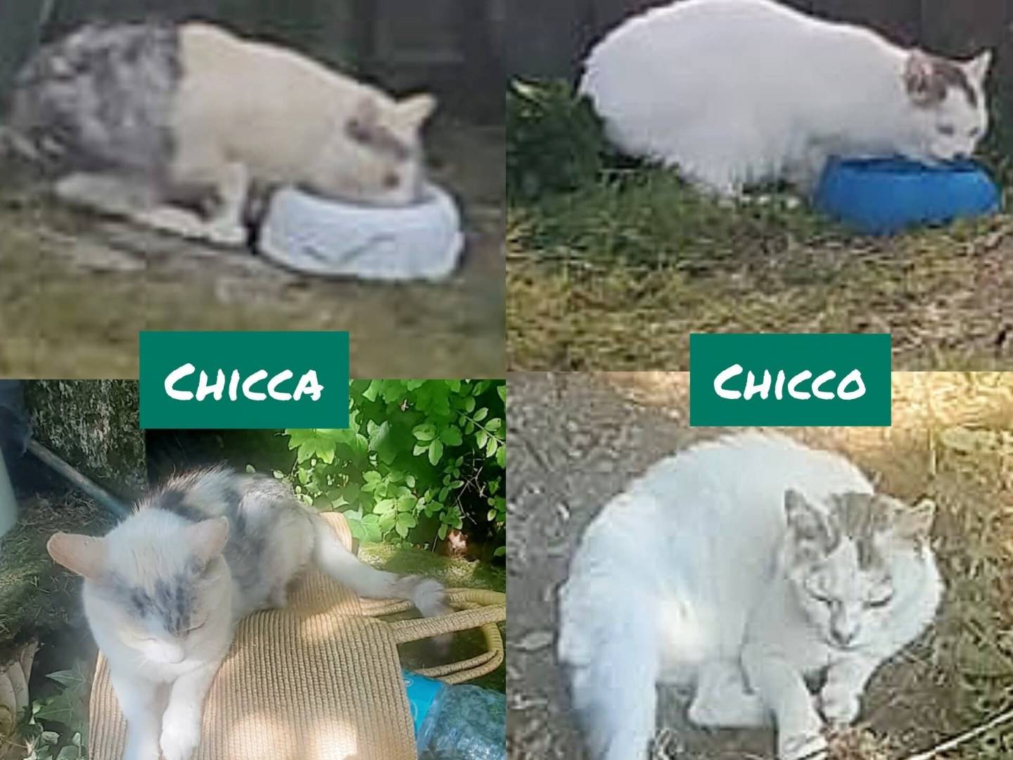 Adozione gatto, maschio, Razza sconosciuta Razza sconosciuta, 15 anni e 1 mese, taglia non valida, Torino