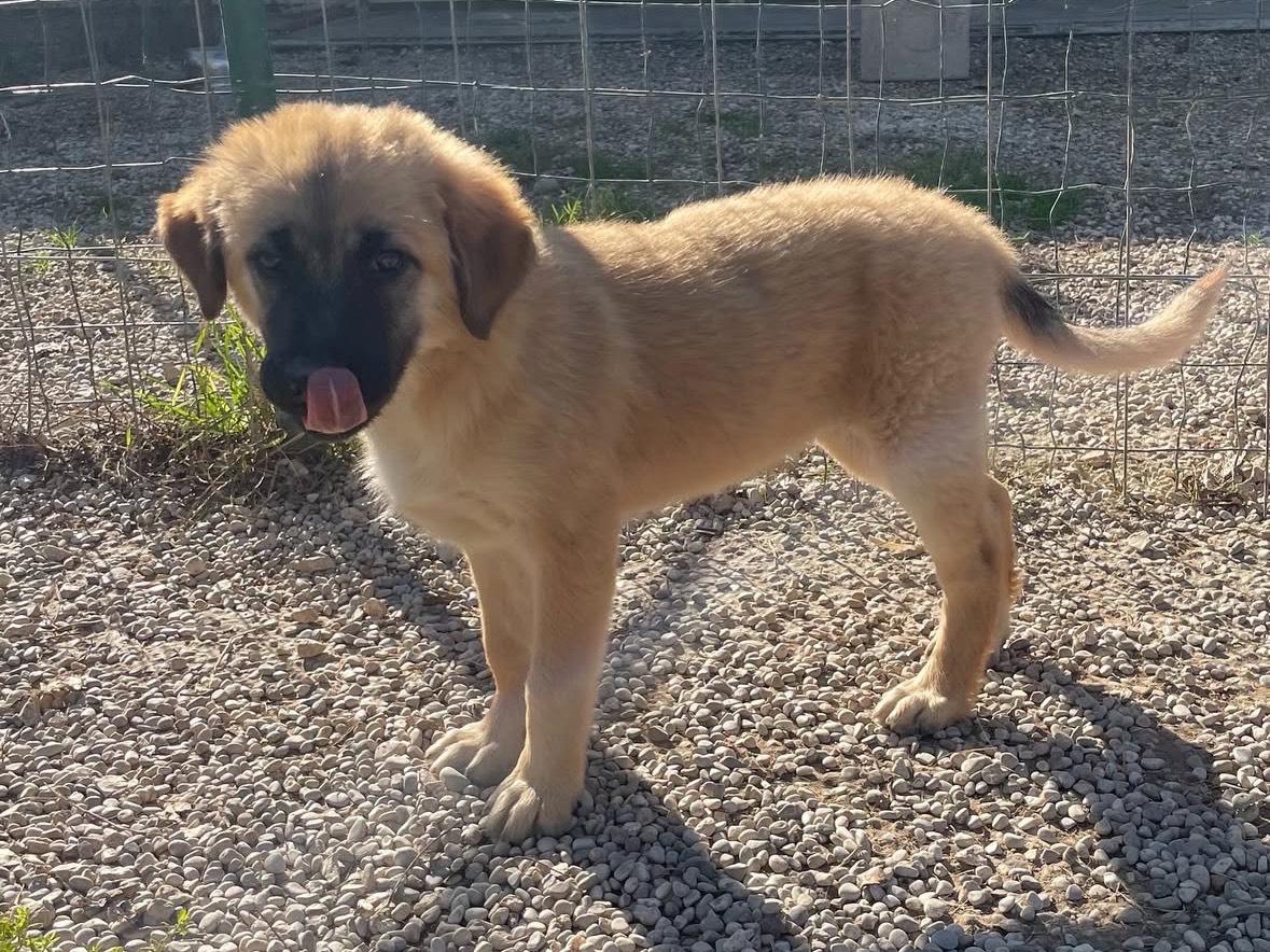 Adotta un cane, taglia media, femmina, Treviso