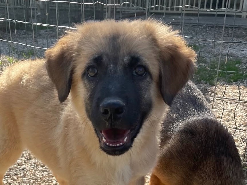 Vuoi adottare un cane a Treviso?