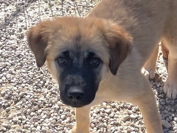 Adotta il cane Cuba  a Treviso