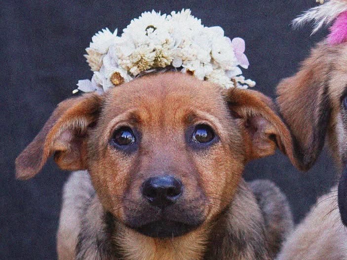 Adozione cane, femmina, Razza sconosciuta Razza sconosciuta, 3 mesi, taglia media, Treviso